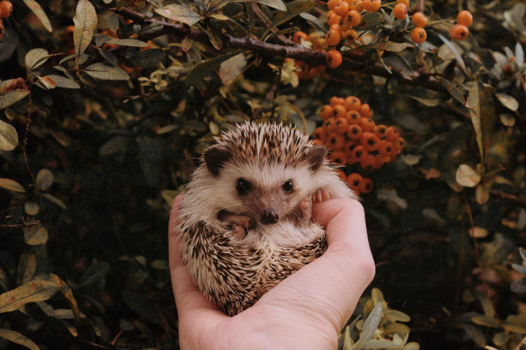 Igel in menschlicher Hand